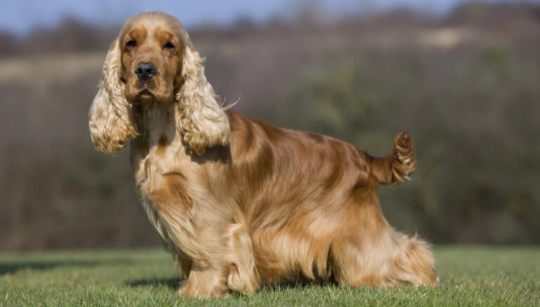 Guide for English Cocker Spaniel Dog Breed | Pets Nurturing