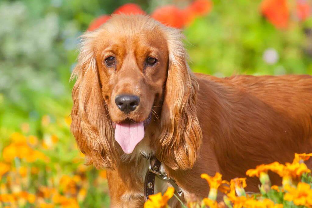 english cocker spaniel