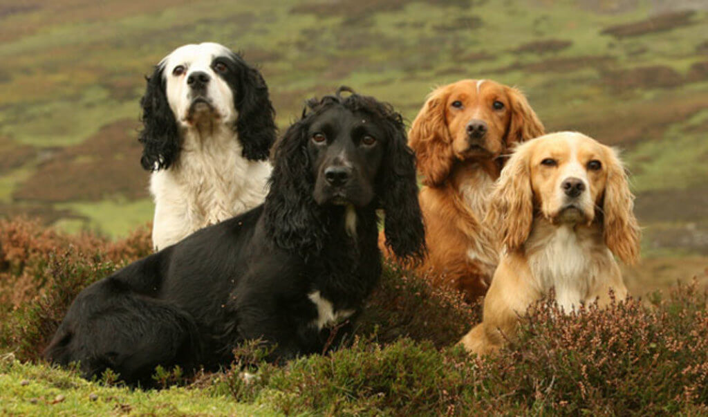 english cocker spaniel