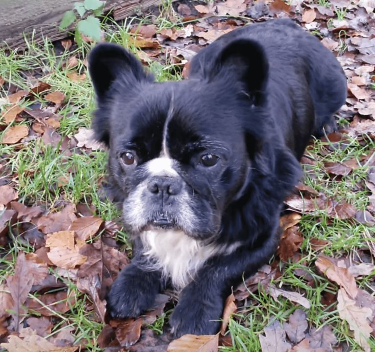 What is Long Haired French Bulldog? Complete Guide on Them