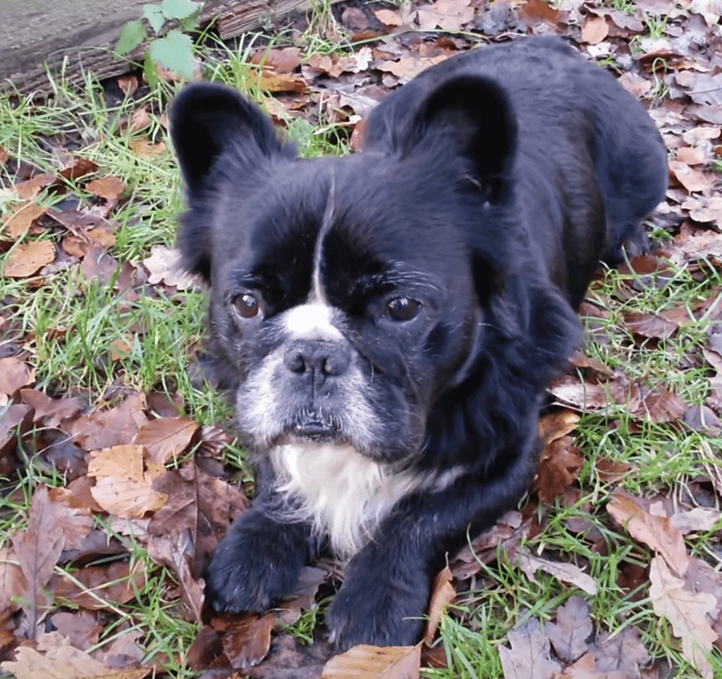 Long Haired French Bulldog A Complete Guide Pets Nurturing