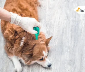 Best Flea Treatment For Dog