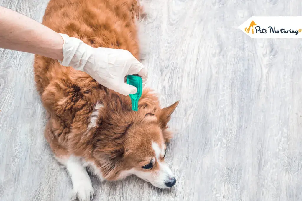 Best Flea Treatment For Dog