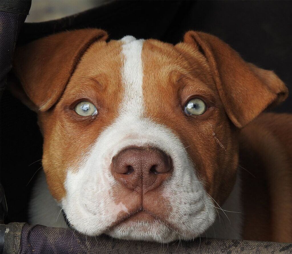 Top 102+ Images show me a picture of a red nose pitbull Latest