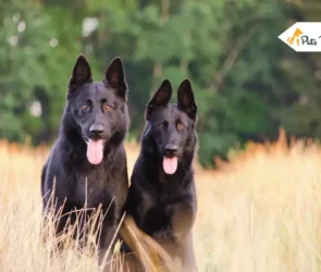 Sable German Shepherds
