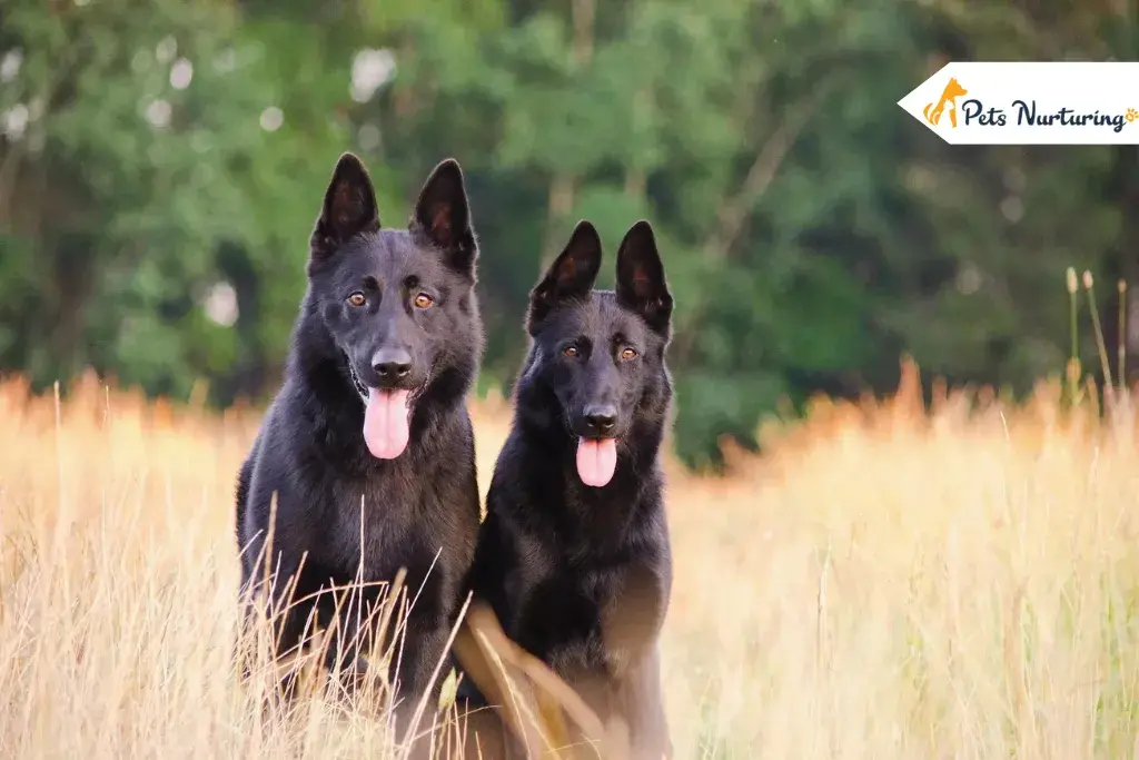 Sable German Shepherds