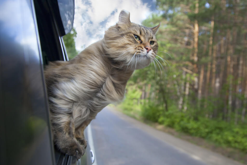 Tips for Traveling with a Cat