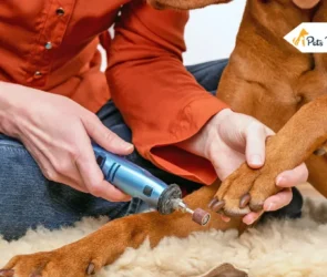 best dog nails grinder