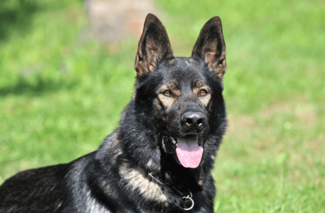 German Shepherd Sable: A Complete Guide | Pets Nurturing