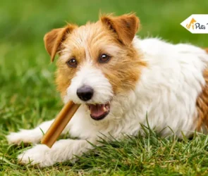 best dog dental chew