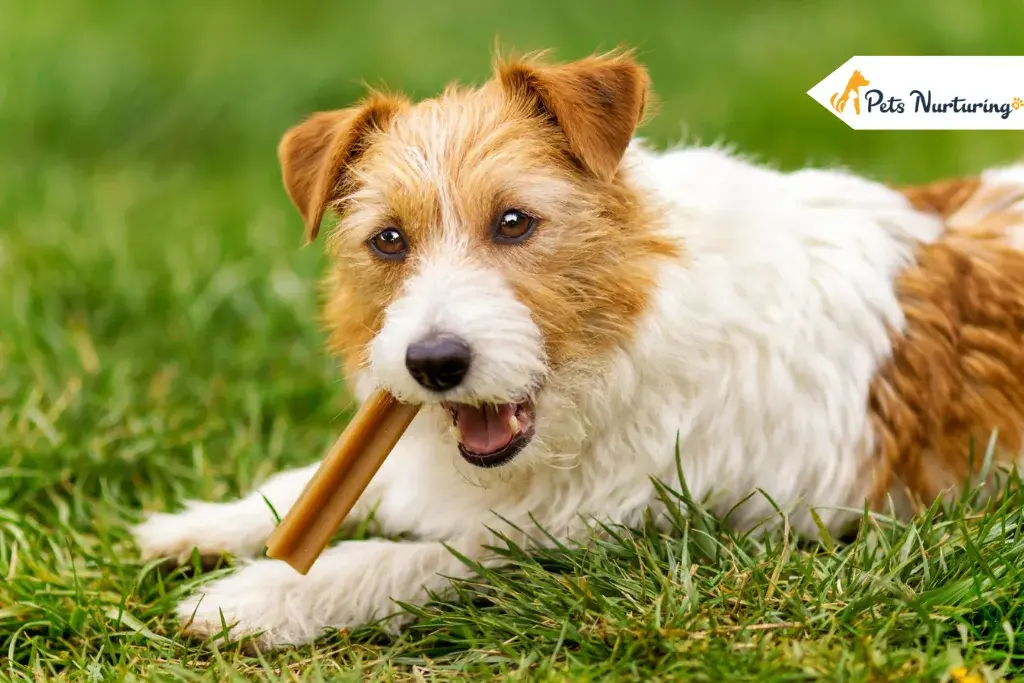 best dog dental chew