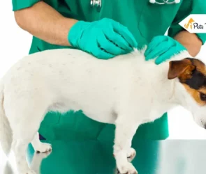 Best Flea and Tick Medicines for Dog