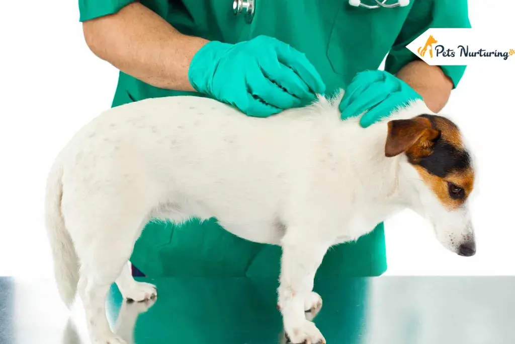 Best Flea and Tick Medicines for Dog