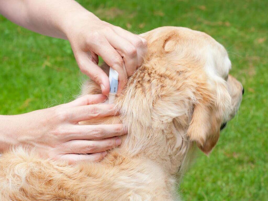 Best Flea and Tick Medicines for Dogs