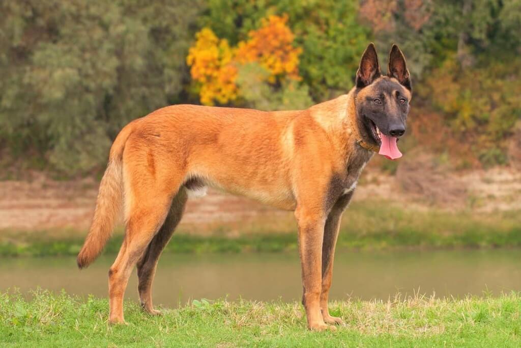 Belgian Malinois: police dog breeds