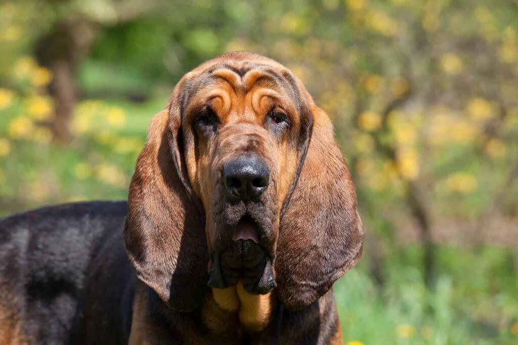Bloodhound: Police Dog Breeds