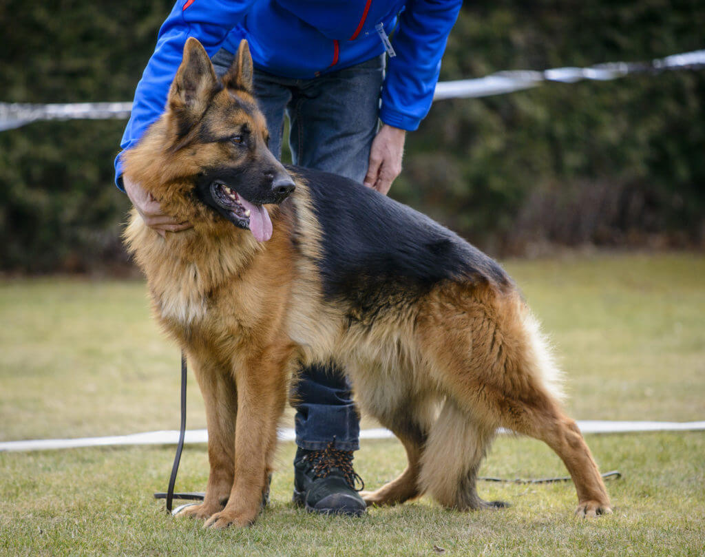 German Shepherd: Police Dog Breeds