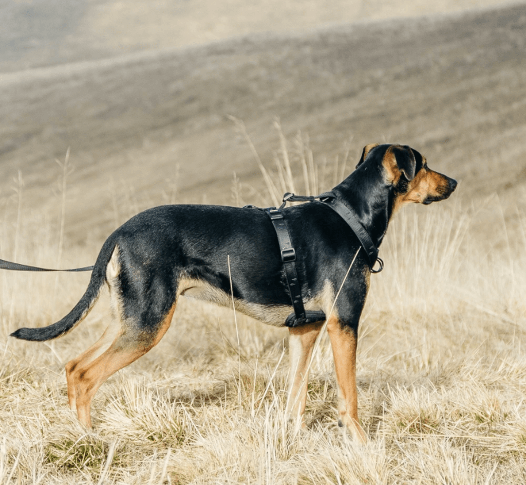 Pet Harnesses