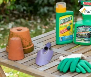 Pet Safe Weed Killers
