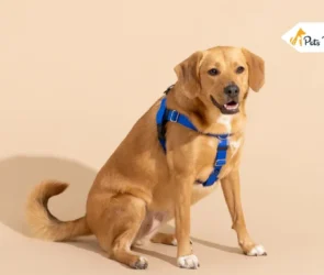 Pets Harnesses
