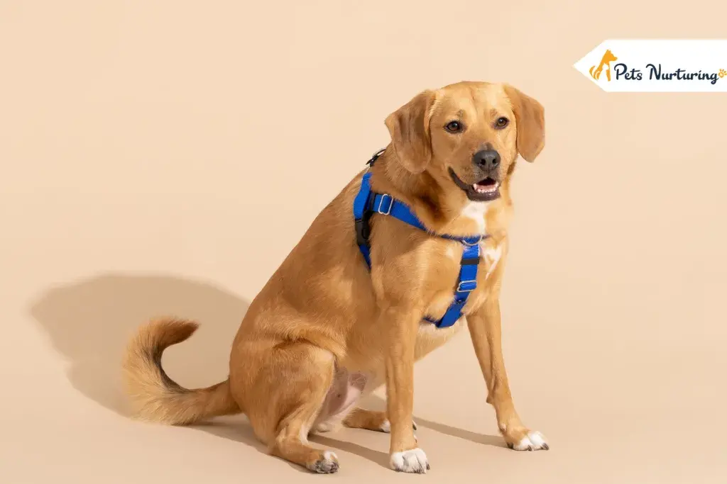 Pets Harnesses