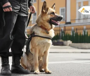 Police Dog Breed