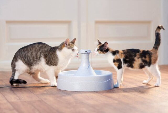 best cat water fountain 2021