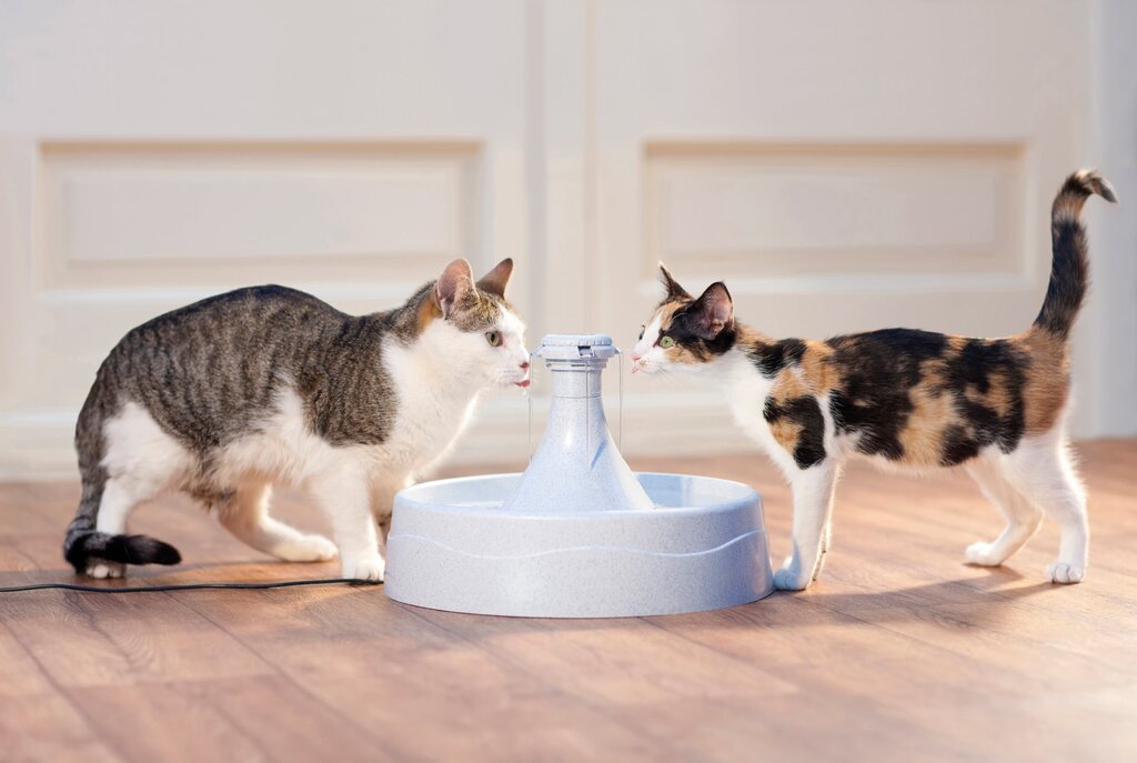  cat water fountain
