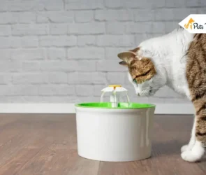 best cat water fountain