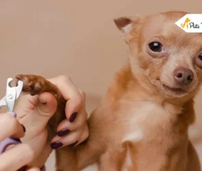 dog nails trimming