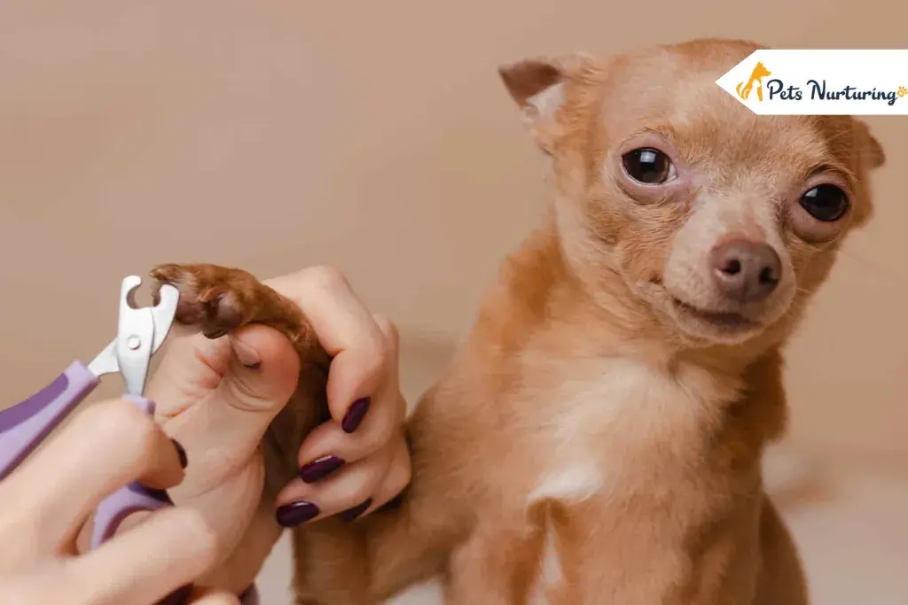 dog nails trimming