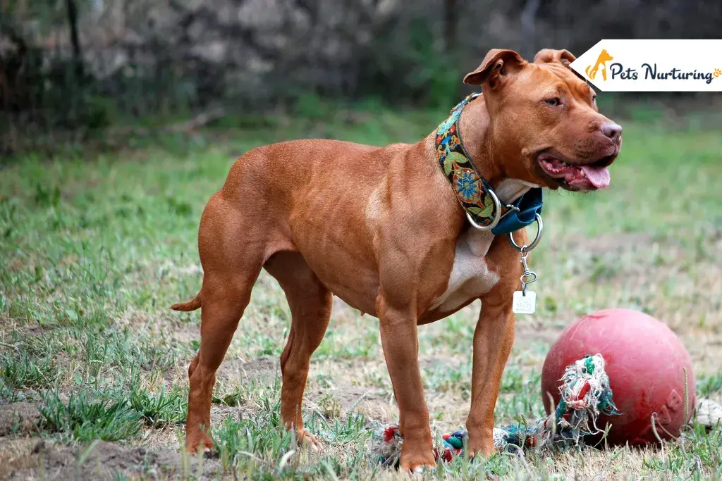 Different Types of Pitbull