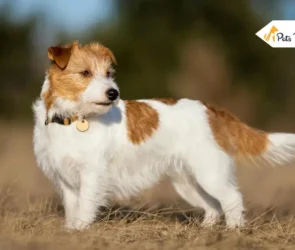 Longest Living Dog Breed