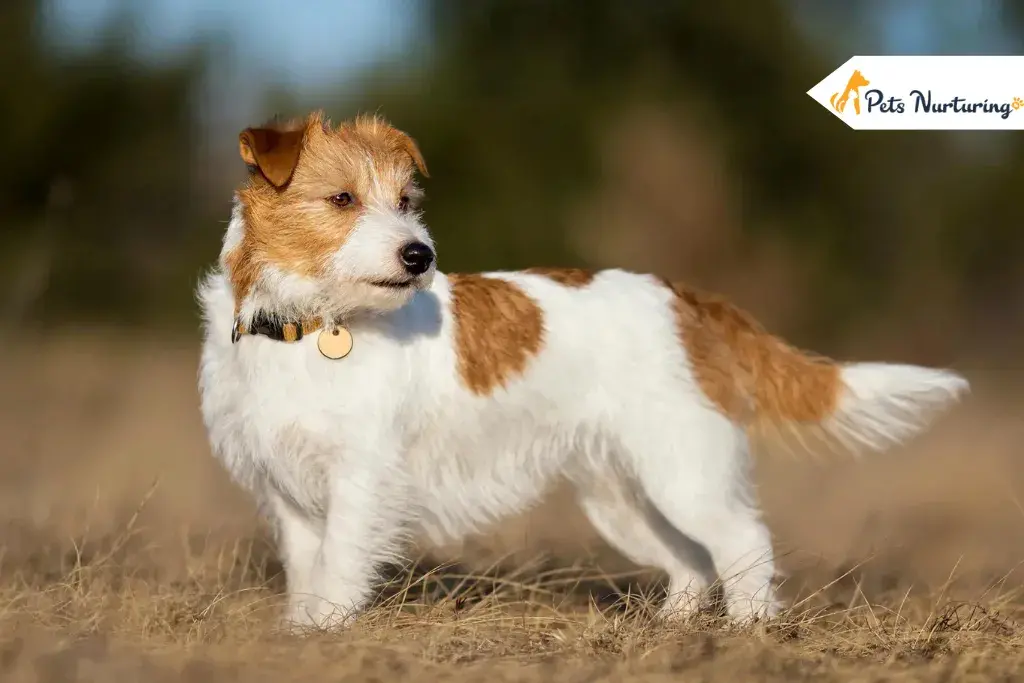 Longest Living Dog Breed