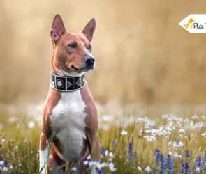 Peculiar Extinct Dog Breed