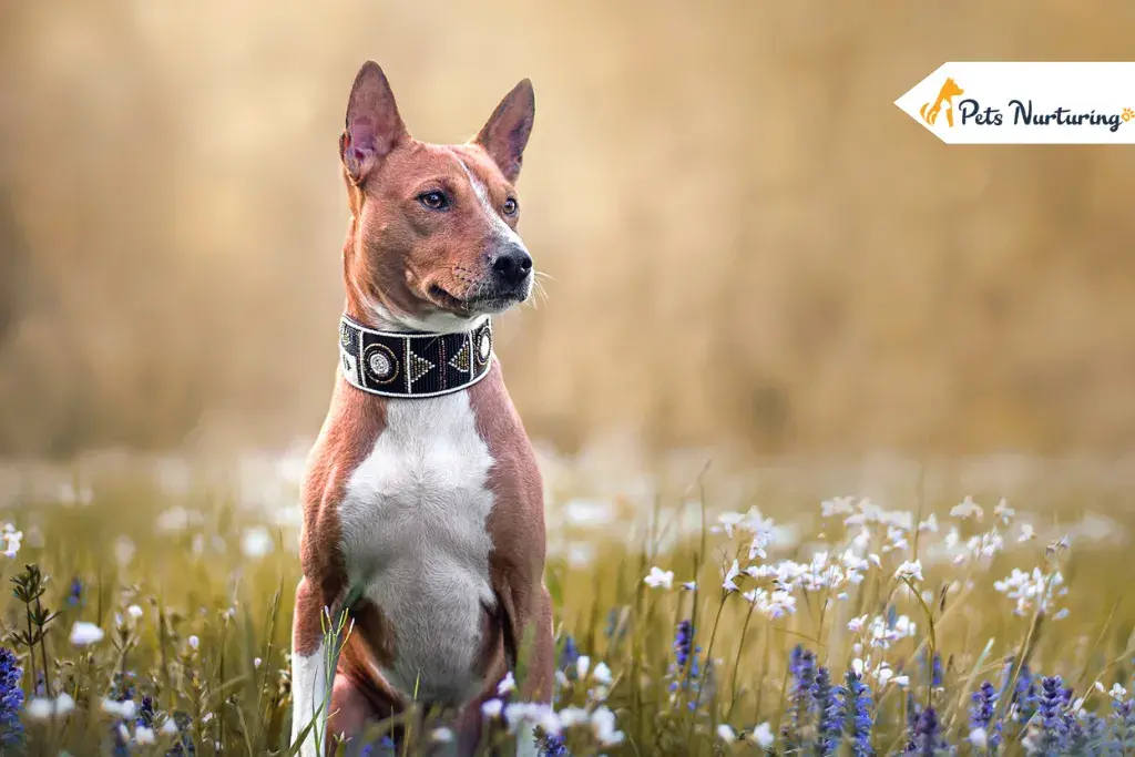 Peculiar Extinct Dog Breed
