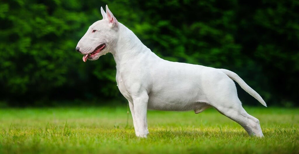 different types of pitbulls - Bull Terrier