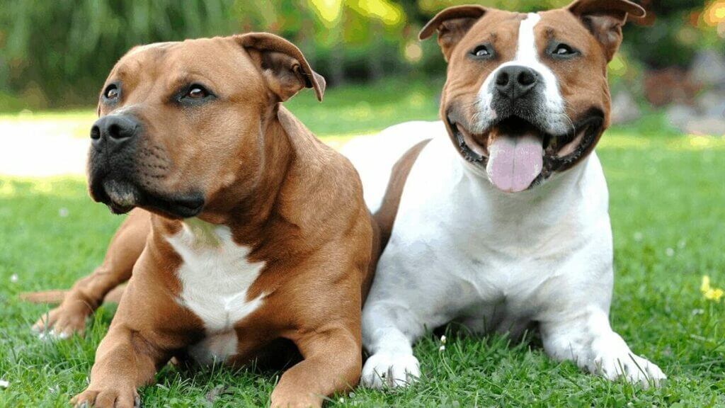 different types of pitbulls - American Staffordshire Terrier
