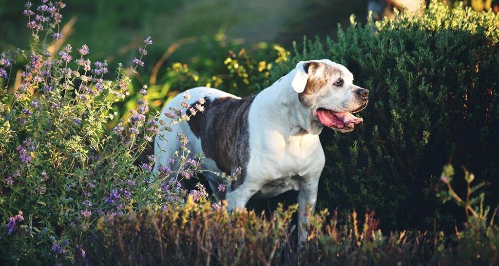 different types of pitbulls - American Bulldog 