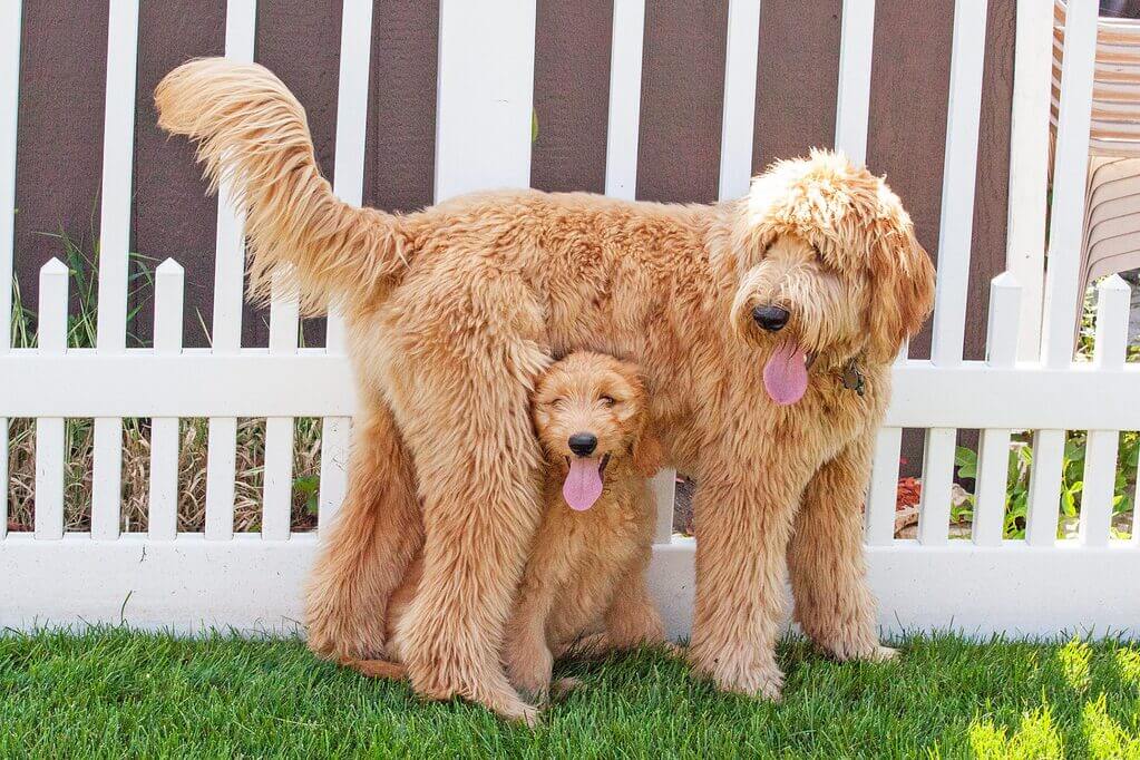 Friendly Doodle Connecting Good Dogs With Good Homes
