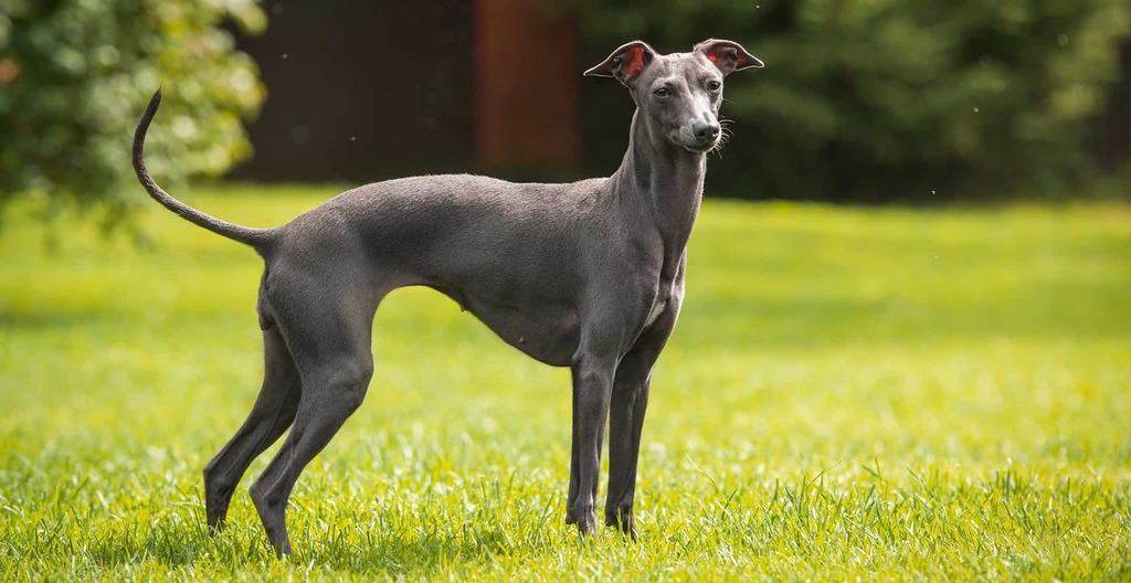 Italian Greyhound: dumbest dog breeds