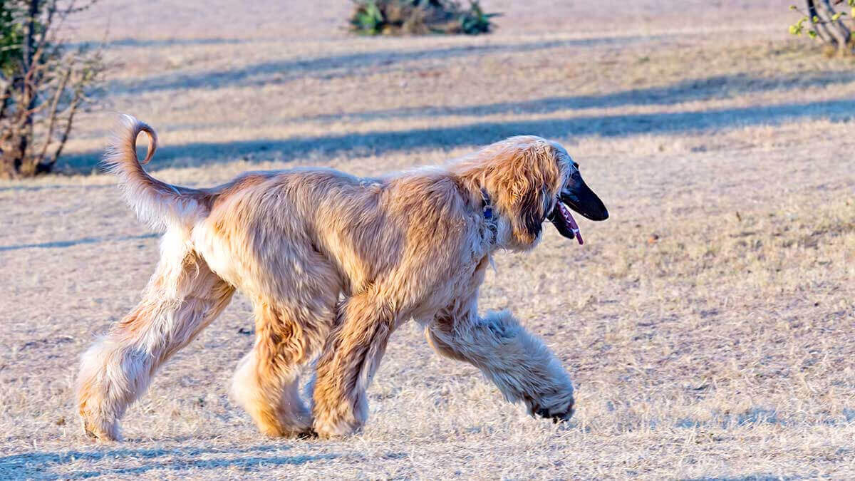Afghan Hound: dumbest dog breeds