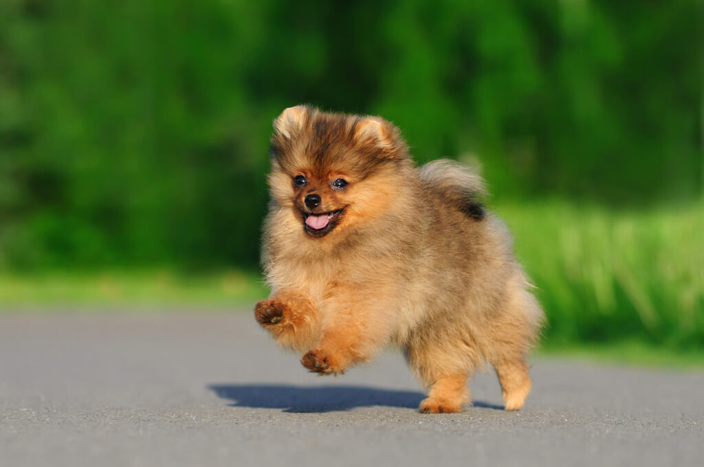 Pomeranian: longest living dog breeds