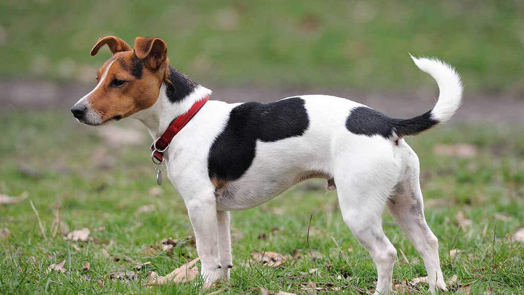 Jack Rusell Terrier: longest living dog breeds