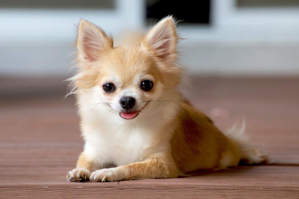 Chihuahua: longest living dog breeds