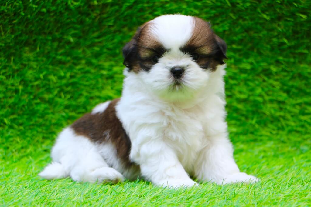 Shih Tzu: longest living dog breeds