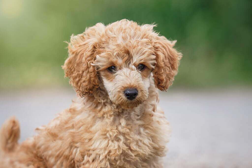 Toy Poodle: longest living dog breeds