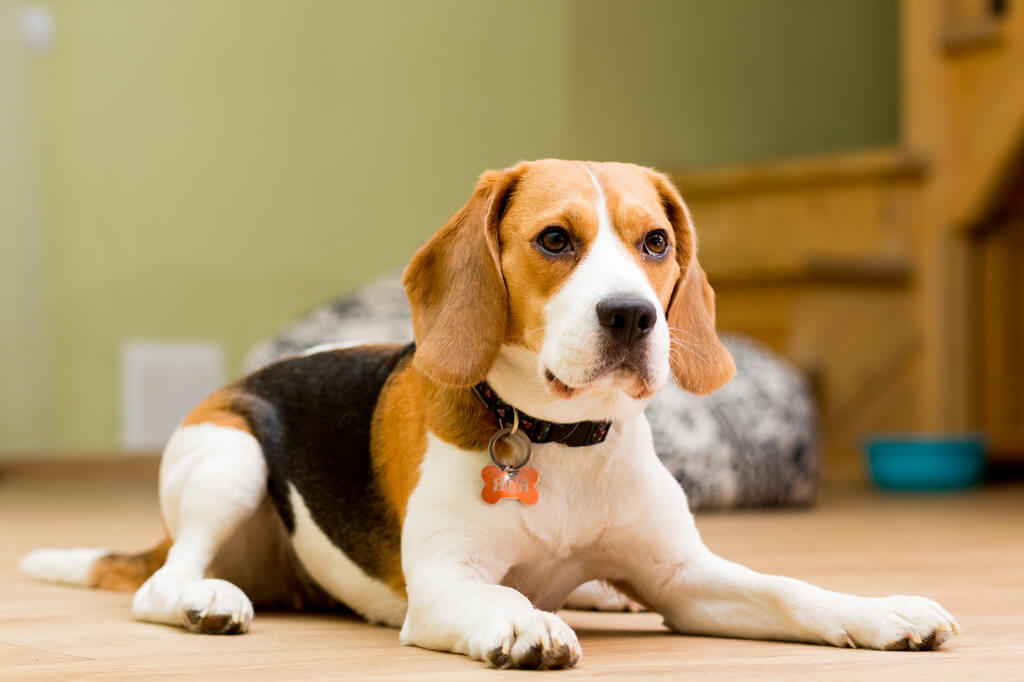 Beagle: longest living dog breeds