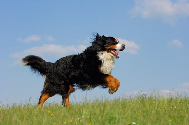 Bernese Mountain Dog A Complete Informative Guide