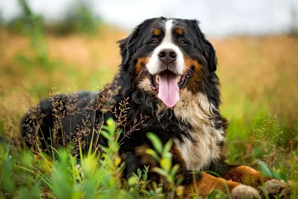 Bernese Mountain Dog Breed